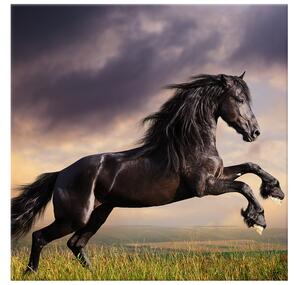 Obraz na plátně Silný černý kůň Velikost: 70 x 50 cm