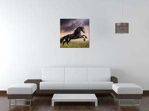Obraz na plátně Silný černý kůň Rozměry: 60 x 40 cm
