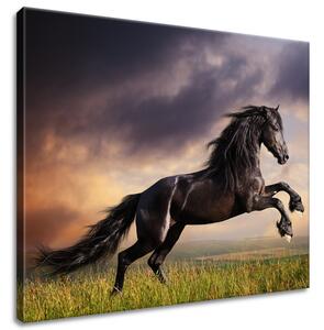 Obraz na plátně Silný černý kůň Velikost: 60 x 50 cm