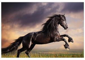 Obraz na plátně Silný černý kůň Rozměry: 50 x 50 cm