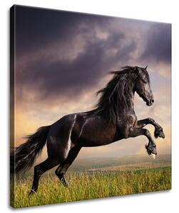 Obraz na plátně Silný černý kůň Velikost: 50 x 50 cm