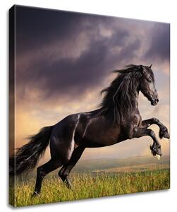 Obraz na plátně Silný černý kůň Rozměry: 90 x 60 cm