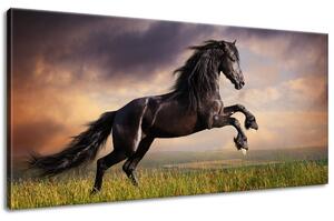 Obraz na plátně Silný černý kůň Velikost: 115 x 55 cm