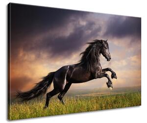 Obraz na plátně Silný černý kůň Velikost: 90 x 60 cm