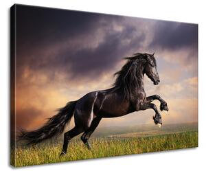Obraz na plátně Silný černý kůň Velikost: 60 x 40 cm
