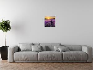 Obraz na plátně Levandulové pole Velikost: 30 x 20 cm