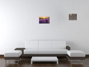 Obraz na plátně Levandulové pole Velikost: 30 x 20 cm