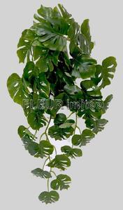 Monstera pop. 65cm GR 12/60