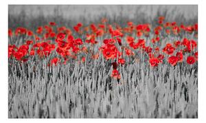 Fototapeta Červené máky na černobílém pozadí - Red poppies on černé a bílé pozadí