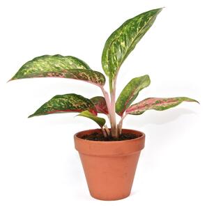 Aglaonema Red Emerald, průměr 12-14 cm Aglaonema, Spící panna
