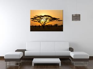 Obraz na plátně Akácie v Serengeti Rozměry: 100 x 40 cm