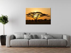 Obraz na plátně Akácie v Serengeti Rozměry: 100 x 40 cm