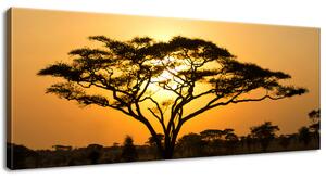 Obraz na plátně Akácie v Serengeti Velikost: 100 x 40 cm