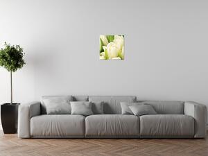 Obraz na plátně Jemné tulipány Rozměry: 90 x 60 cm