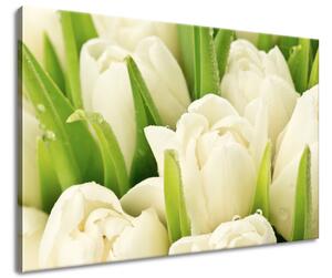 Obraz na plátně Jemné tulipány Velikost: 90 x 60 cm
