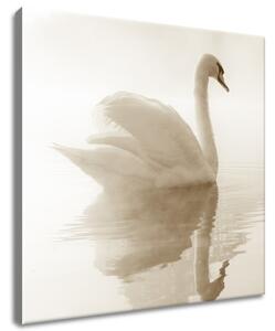 Gario Obraz na plátně Jemná labuť Velikost: 60 x 40 cm