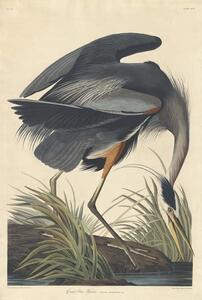 Obrazová reprodukce Great blue Heron, 1834, John James (after) Audubon