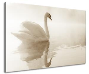 Gario Obraz na plátně Jemná labuť Velikost: 60 x 40 cm