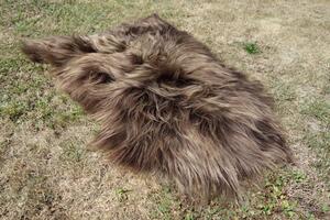 ARCTIC FUR Ovčí dekorační předložka 100% příroda