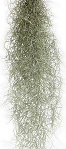 Tilandsie provazovkovitá, Tillandsia usneoides, závěs 45 - 50 cm dlouhý