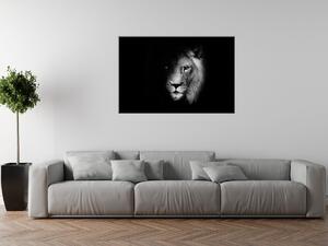 Obraz na plátně Lev ve stínu Rozměry: 120 x 80 cm