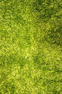 Vopi | Kusový koberec Paradise zelený - 120x170 cm