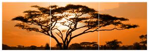 Obraz na plátně Nádherná africká země - 3 dílný Velikost: 90 x 60 cm