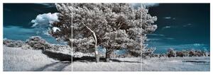 Obraz na plátně Záhadné silné stromy - 3 dílný Rozměry: 90 x 30 cm