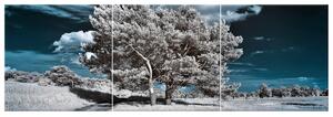 Obraz na plátně Záhadné silné stromy - 3 dílný Rozměry: 90 x 30 cm
