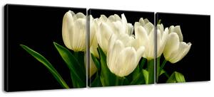 Obraz na plátně Bílé tulipány, Mark Freeth - 3 dílný Velikost: 90 x 30 cm