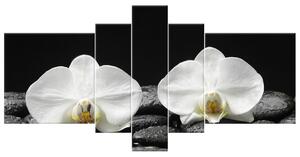 Gario 5 dílný obraz na plátně Bílá orchidej a černý kámen Velikost: 150 x 70 cm