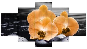 Gario 5 dílný obraz na plátně Krásná oranžová orchidej Velikost: 125 x 70 cm