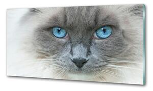 Panel lacobel Kočka modré oči pl-pksh-120x60-f-41430581