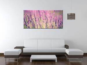 Obraz na plátně Krásné levandule Velikost: 70 x 50 cm