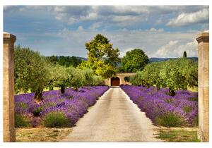 Gario Obraz na plátně Cesta v Provence Velikost: 90 x 60 cm