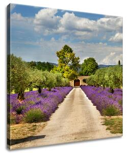 Gario Obraz na plátně Cesta v Provence Velikost: 100 x 40 cm