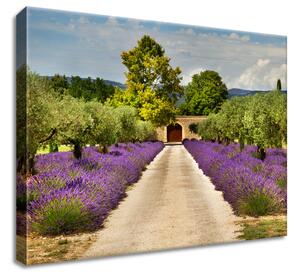 Gario Obraz na plátně Cesta v Provence Velikost: 40 x 30 cm