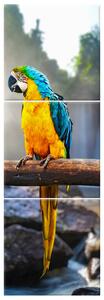 Obraz na plátně Barevní papoušci - 3 dílný Rozměry: 30 x 90 cm