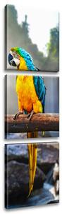 Obraz na plátně Barevní papoušci - 3 dílný Velikost: 30 x 90 cm