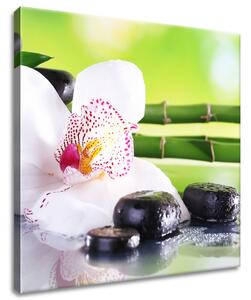 Obraz na plátně Bílá orchidej a kameny Rozměry: 60 x 40 cm