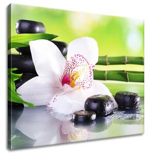 Obraz na plátně Bílá orchidej a kameny Rozměry: 90 x 60 cm