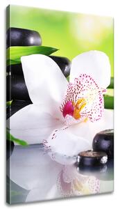 Obraz na plátně Bílá orchidej a kameny Rozměry: 40 x 60 cm