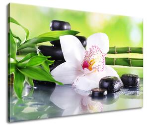 Obraz na plátně Bílá orchidej a kameny Velikost: 90 x 60 cm