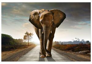 Obraz na plátně Osamělý silný slon Rozměry: 120 x 80 cm
