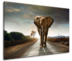 Obraz na plátně Osamělý silný slon Velikost: 120 x 80 cm