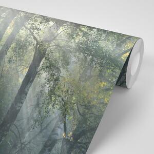 Samolepící fototapeta sluneční paprsky v mlhavém lese
