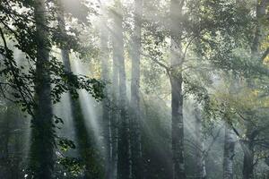 Fototapeta sluneční paprsky v mlhavém lese
