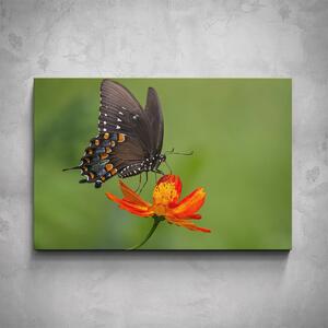 Obraz - Černý motýl