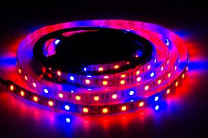 ECOLIGHT LED pásek - SMD 5050 - 5m - 60LED/m - 14,4W/m - IP20 - červená+modrá