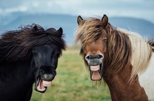 Fotografie Wild Smile, Nir Amos